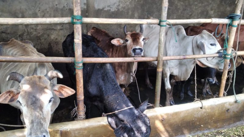 Bhabinkamtibmas Sambang ke Peternak Lembu Terkait Wabah Penyakit Hewan Ternak PMK