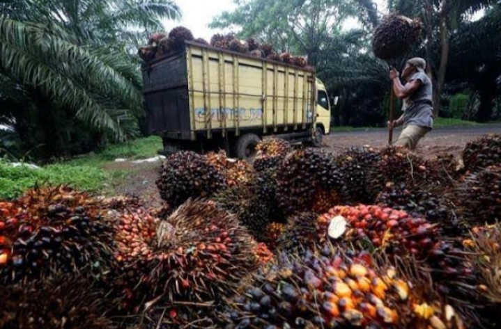 Harga TBS Anjlok, Sejumlah Petani Sawit di Kabupaten Nagan Raya Mengeluh