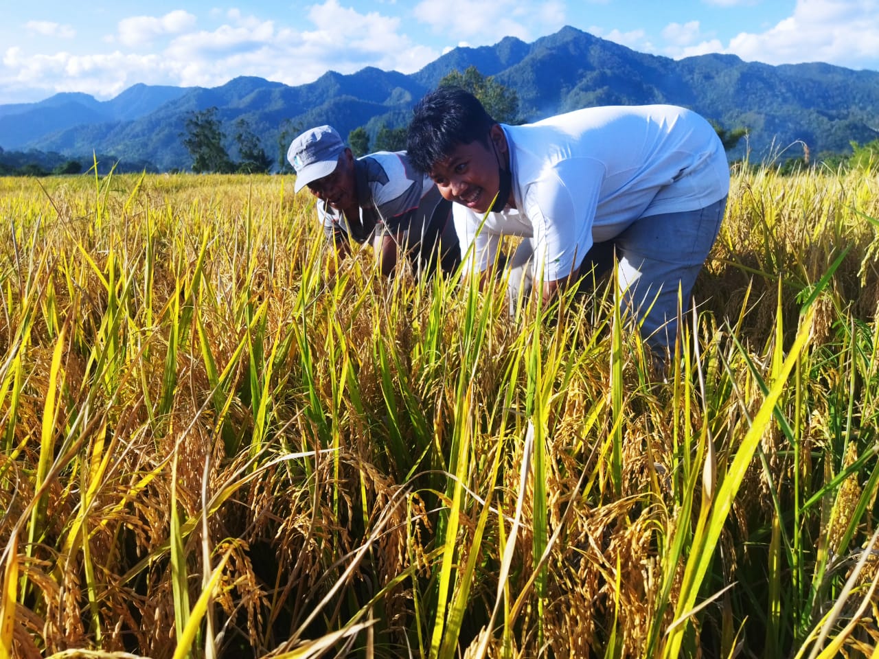 PT TPL Terapkan Sistem Pertanian Legowo bersama Kelompok Tani Binaan dan Petani Sekitar