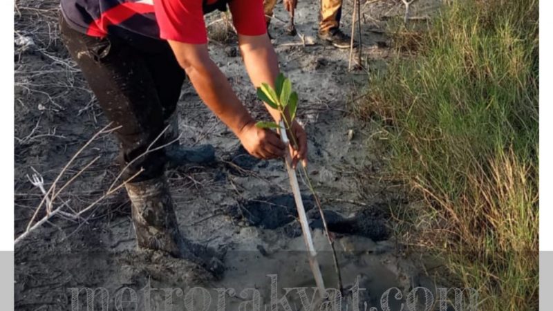 Lanjut Tanam 3000 Pohon Mangrove, Kades Bagan Kuala : Tumbuhan Adalah Bagian Kehidupan Kita