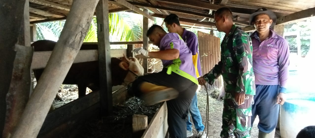 Disnakan Inhu Gesah Vaksinasi Ternak Sapi, 7 Hari Wajib Tuntas Seribu Dosis