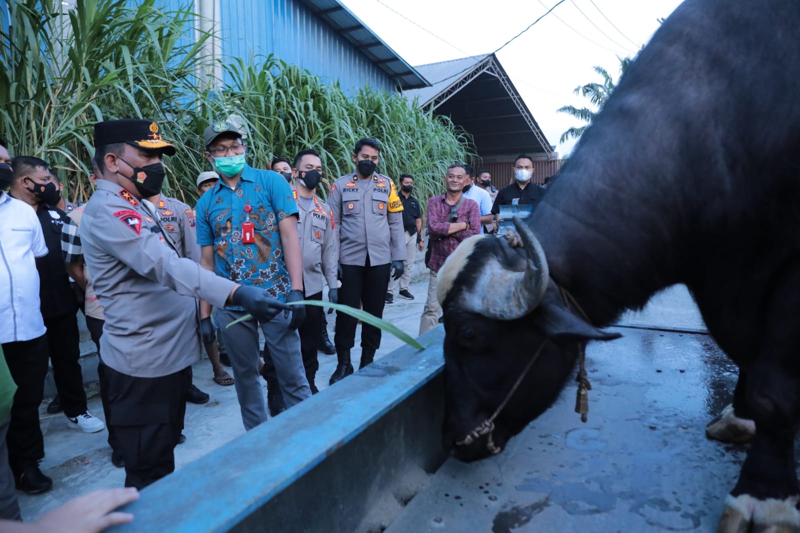 Jelang Idul Adha, Kapolda Sumut Datangi Rumah Ternak Hewan Qurban