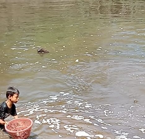 Diduga Tercemar Limbah PKS PT.Indo Sepadan Jaya,Ikan Di Sungai Galundang Mati