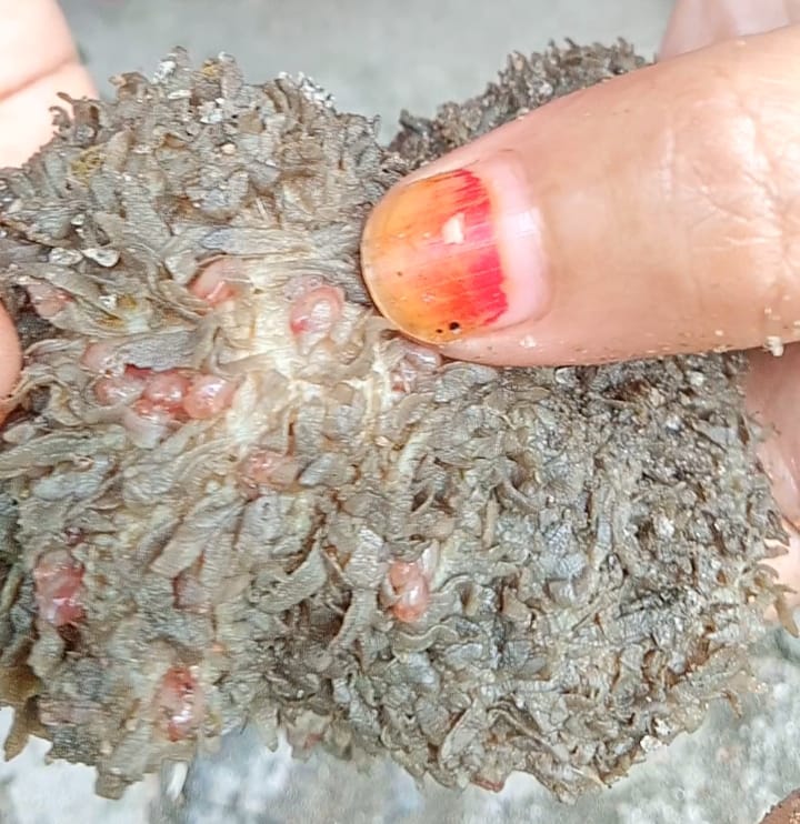 Hewan Qurban Pemkab Asahan, Diduga Ada Lolos Pemeriksaan