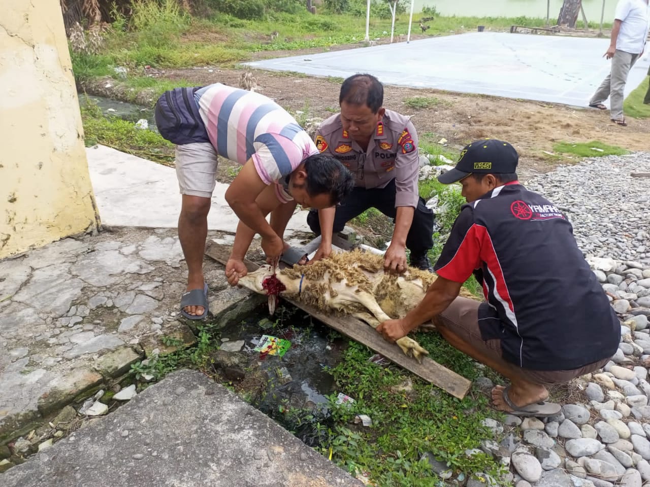 Idul Adha 1443 H, Polsek Tanjung Beringin Sembelih Empat Hewan Qurban