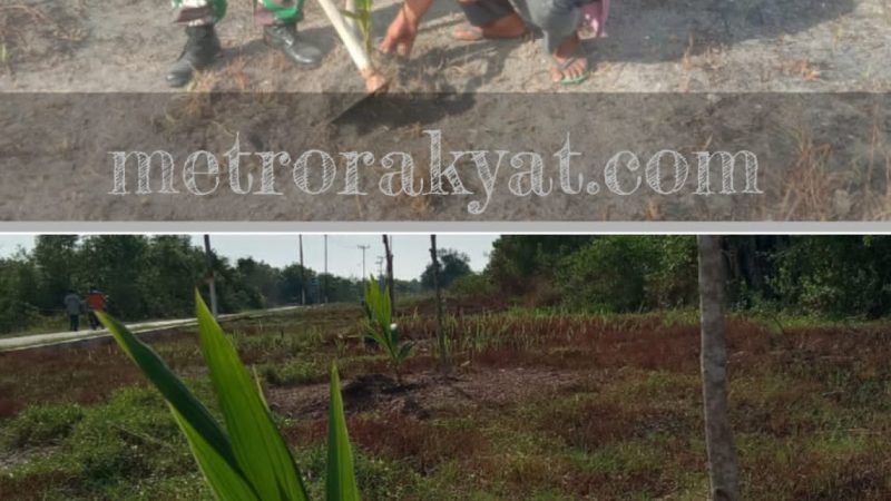 Pemdes Bagan Kuala Bersama Lantamal 1 Belawan Tanam Bibit Kelapa Pandan