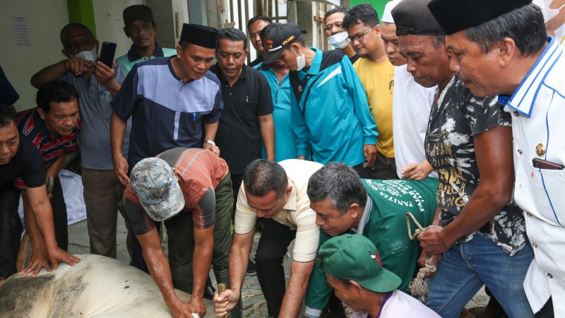 Musa Rajekshah Ikut Sembelih Hewan Kurban Kemenag Kota Medan