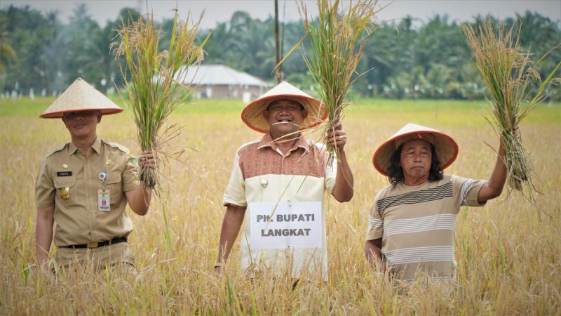 Plt Bupati Langkat Turun ke sawah ikuti Panen Raya padi di Kel. Bela Rakyat