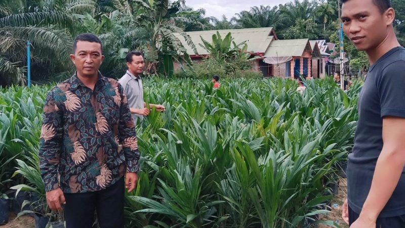 Sebanyak 157 KK Menerima Bibit Kelapa Sawit Dari Pemdes Butar