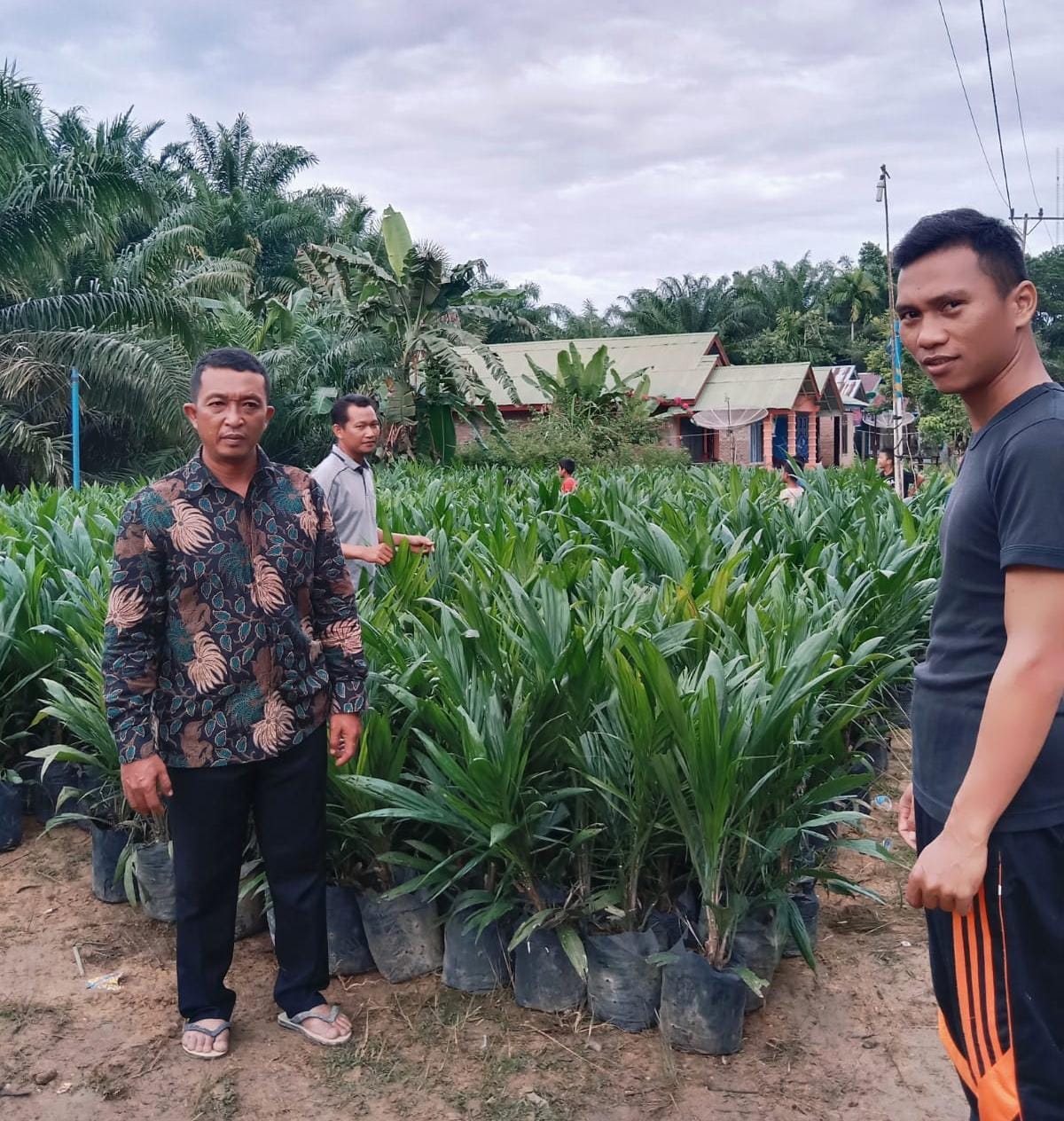 Sebanyak 157 KK Menerima Bibit Kelapa Sawit Dari Pemdes Butar