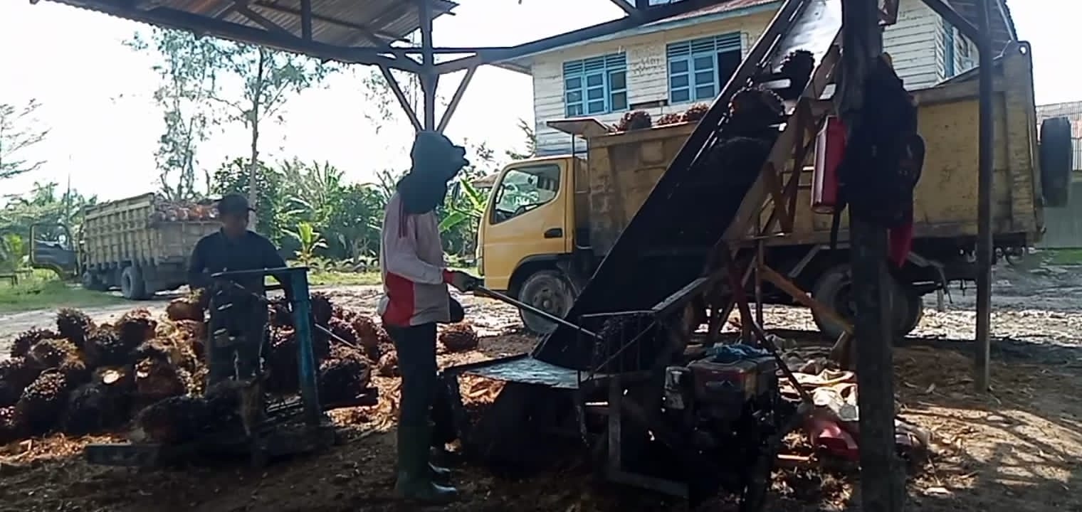 Petani Kelompok 80 Minta Kembalikan Lahan 320 Ha, Kebun Kelapa Sawit PT. DMK Hasilkan 20 Ton Perhari