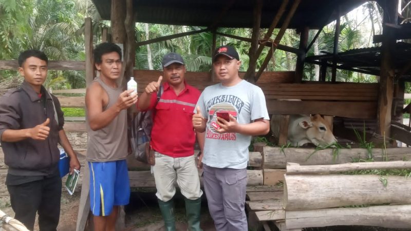 Cegah Penyakit Mulut Dan Kaki PMK , Dinas Peternakan Inhu Suntik Vaksin ke sapi Milik Warga Desa Tani Makmur