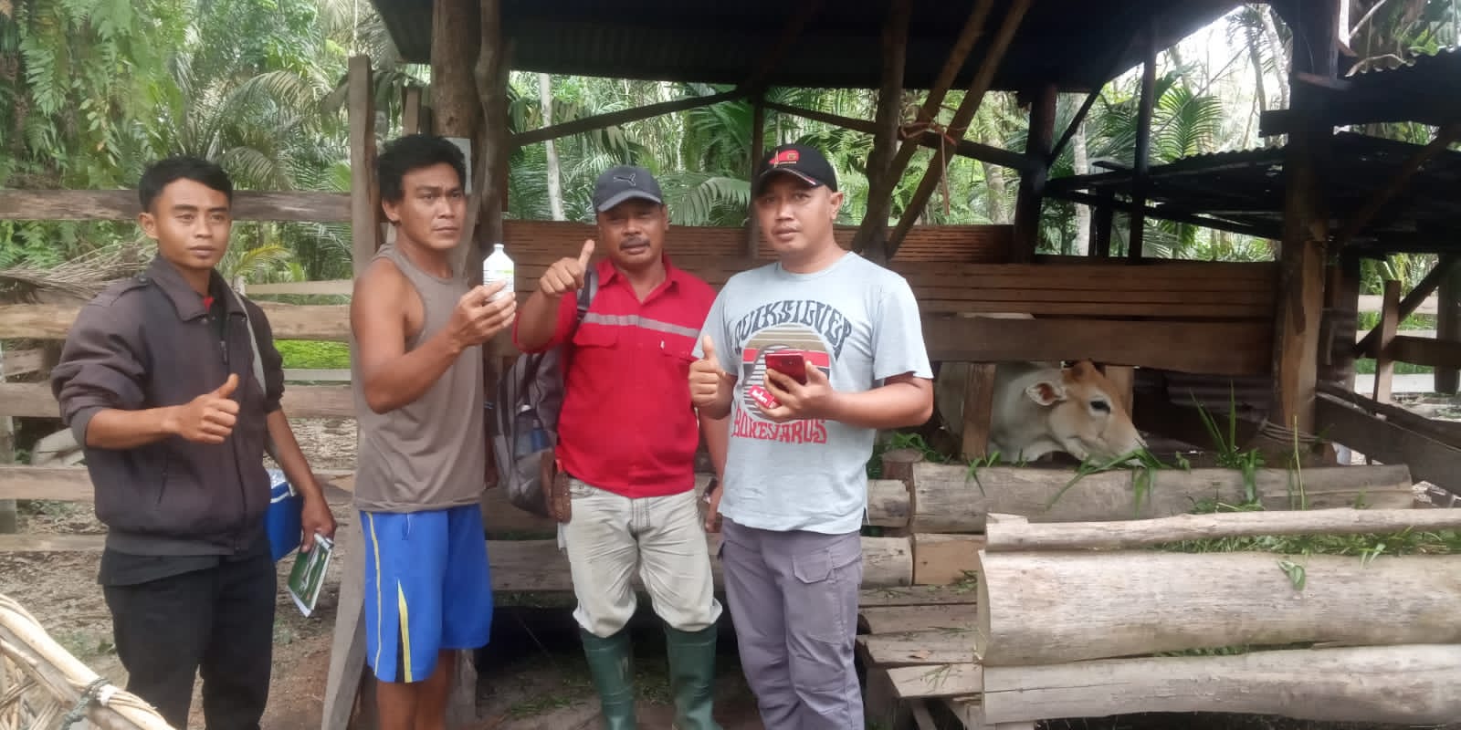 Cegah Penyakit Mulut Dan Kaki PMK , Dinas Peternakan Inhu Suntik Vaksin ke sapi Milik Warga Desa Tani Makmur