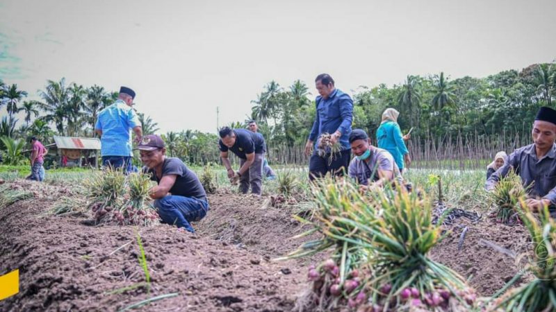 Wali Kota Padangsidempuan Ikuti Panen Bawang Merah Di Desa Baruas