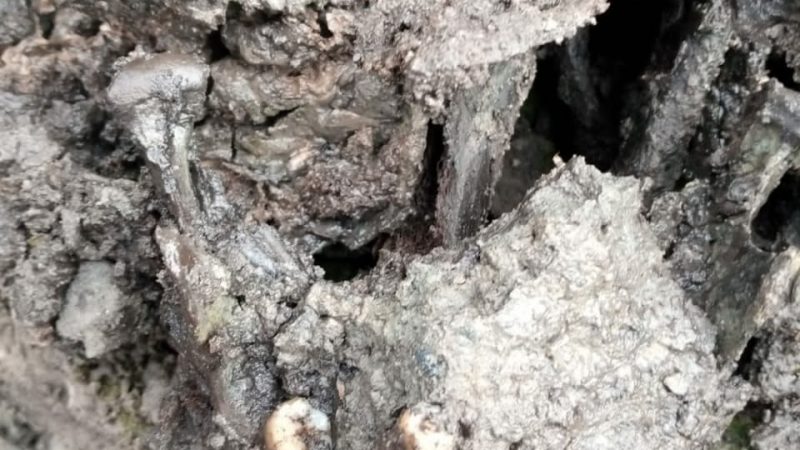 4 Tengkorak Manusia di Temukan di Aliran Sungai Situmandi, Warga Sekitar Menyebut Itu Leluhur Mereka