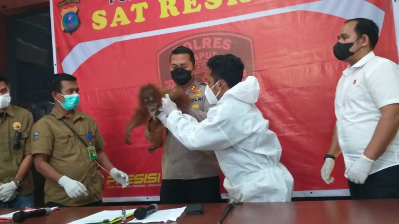 Satu Individu Pongo Tapanuliensius di Serahkan Polres Taput ke BKSDA