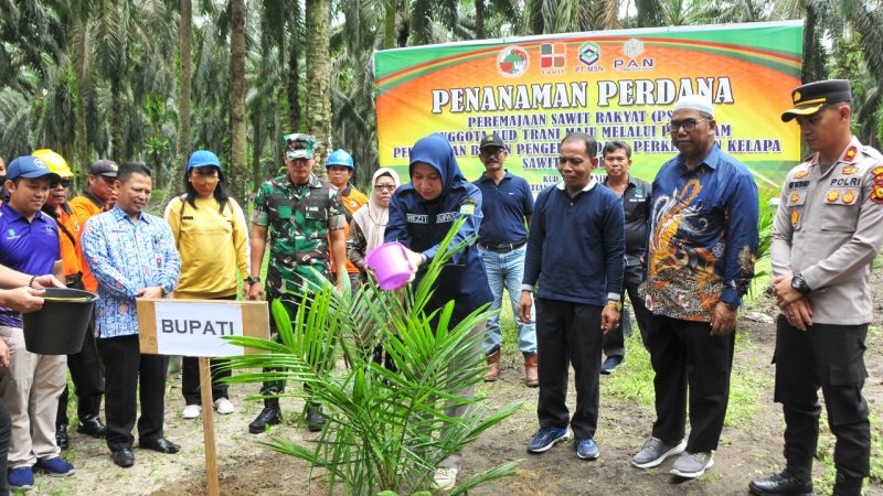 Bupati Inhu Tanam Perdana Bibit Sawit Peremajaan Sawit Rakyat 