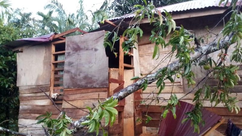 Hujan Disertai Angin Kencang, Satu Rumah Kayu Rubuh Tertimpa Pohon Tumbang