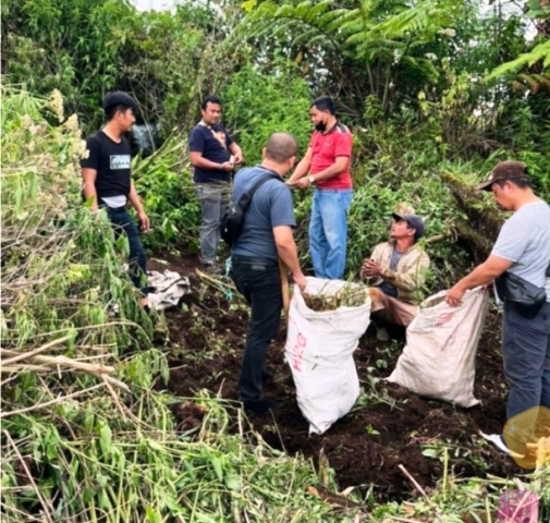 Ladang Ganja Ditemukan di Tanahkaro