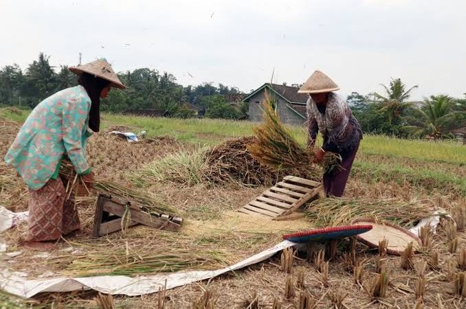 BPS Provsu; Harga Gabah Kering di Sumut Capai 2,13 Juta Ton