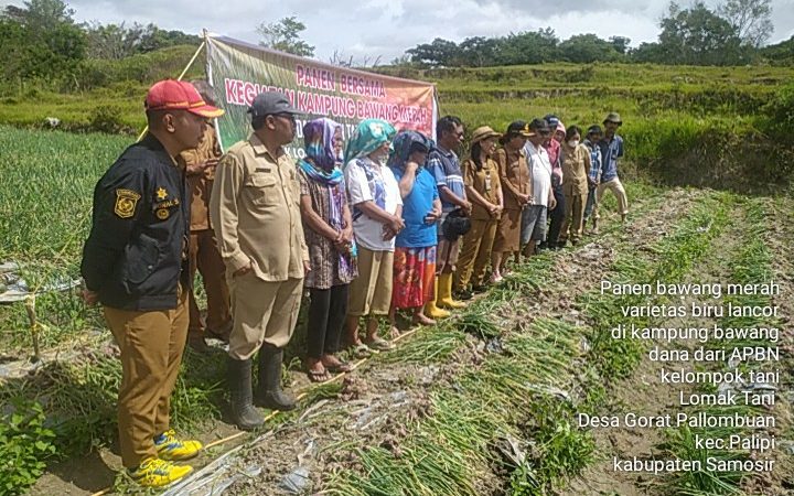 Kabupaten Samosir Panen Perdana Kampung Bawang