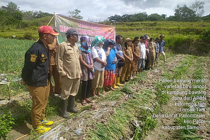 Kabupaten Samosir Panen Perdana Kampung Bawang