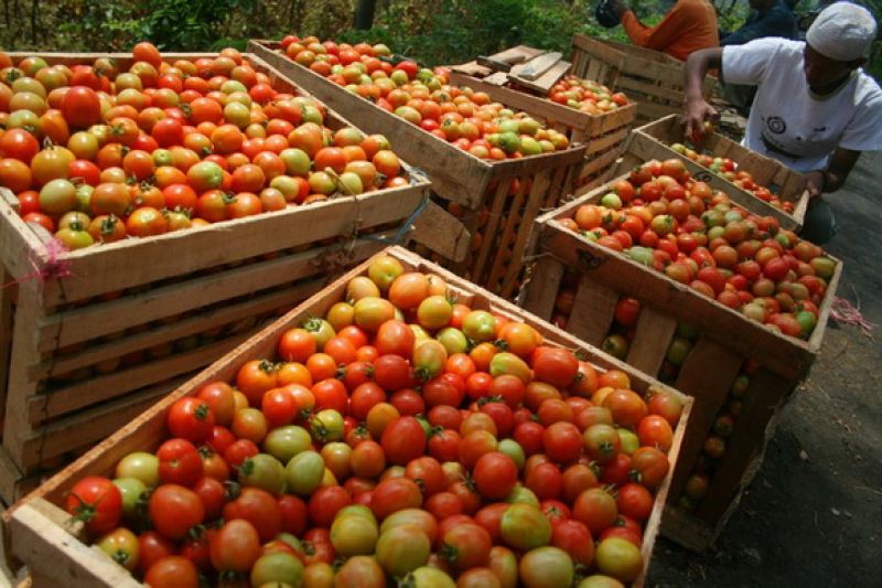 Sudah Tradisi Jelang Nataru Harga Tomat di Pasar Pasar Kabupaten Malang Mengalami Kenaikkan
