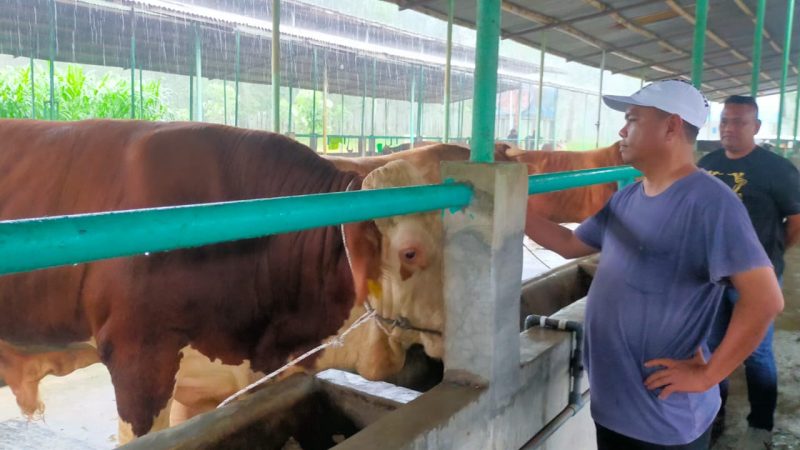 Tingkatkan Perekonomian Peternak, Bupati Sergai Dukung Penggemukan Sapi di Dolok Masihul