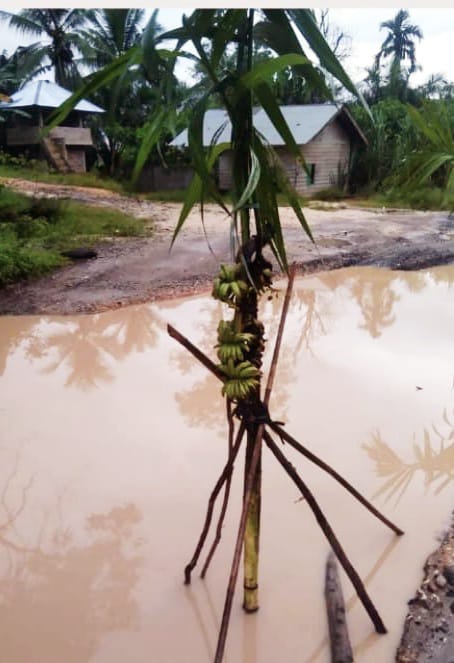 Warga Tanam Pohon Pinang Berbuah Pisang di Badan Jalan  Pekan Heran Penghubung Rantau Bakung