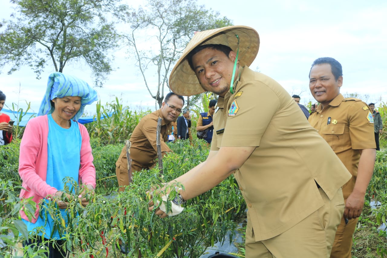 Bupati Samosir Tinjau Lahan Pertanian Cabe di Desa Aek Nauli
