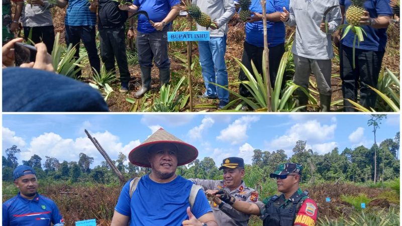 Ujut Peningkatan  Ekonomi Masyarakat, Kelompok Tani Rantau Bakung Inhu Panen Raya Nenas Madu Bersama Pemerintah