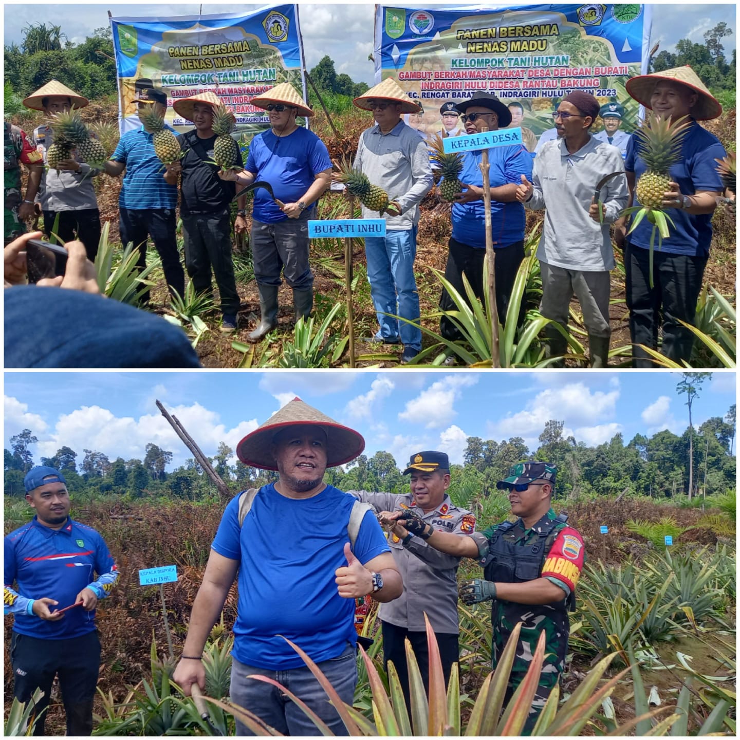 Ujut Peningkatan  Ekonomi Masyarakat, Kelompok Tani Rantau Bakung Inhu Panen Raya Nenas Madu Bersama Pemerintah