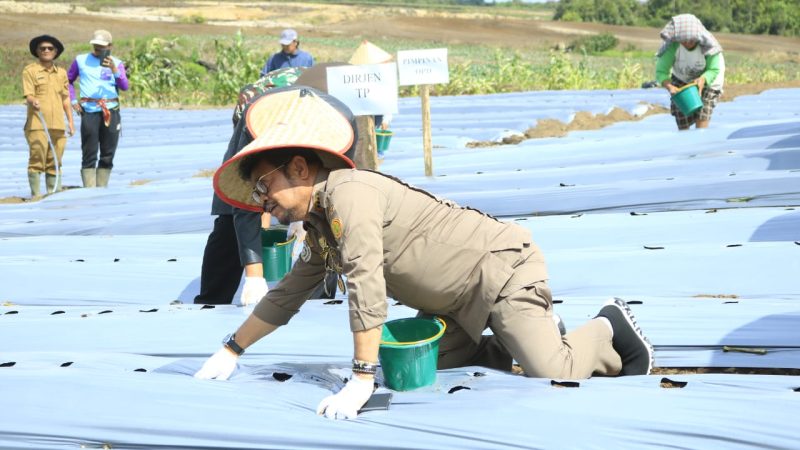 Menteri Pertanian Menanam Kentang Di Lahan Bermasalah