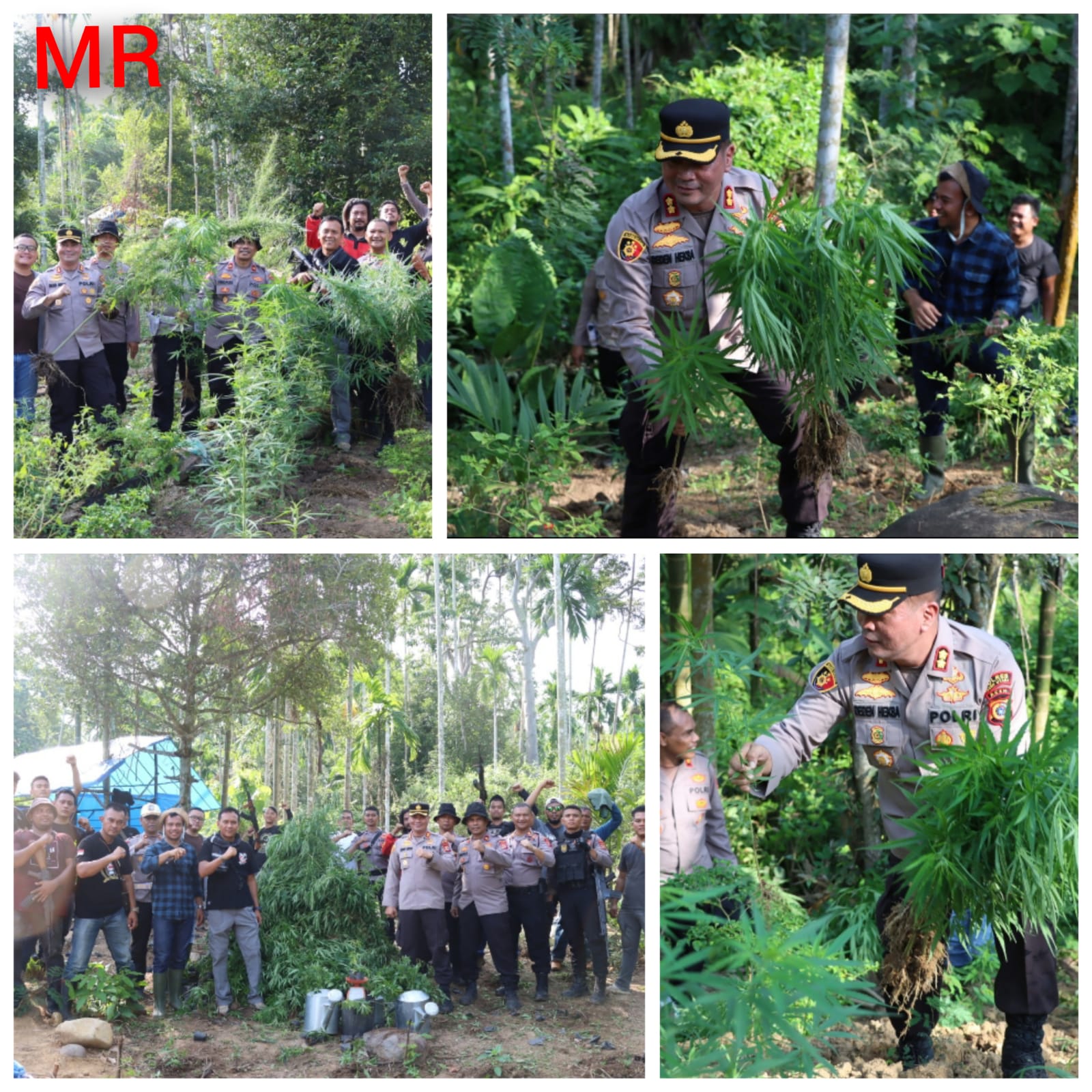 Dalam Pemusnahan 2 Hektar Ladang Ganja di Perbukitan Sawang, Polres Aceh Utara Turut Amankan Seorang Pria