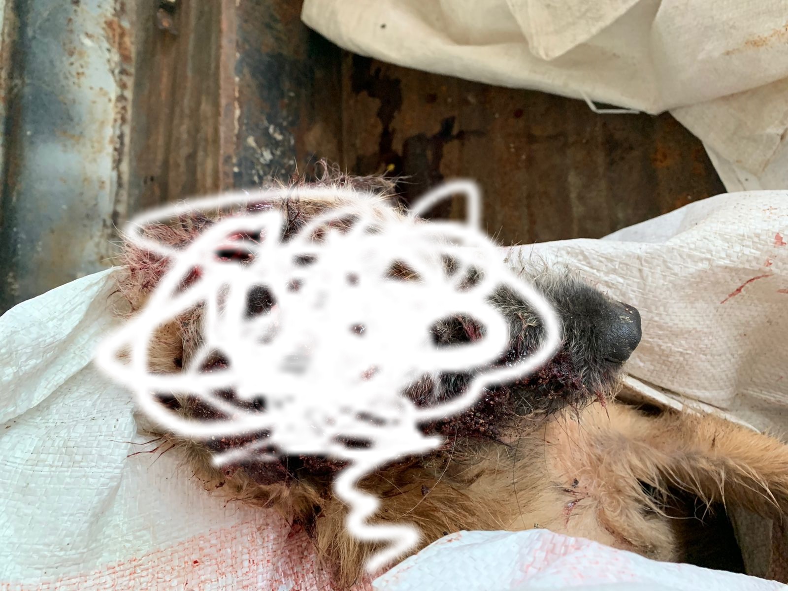 Do Tewas : Dari Pelapor Jadi Tersangka Sampai Tipiring