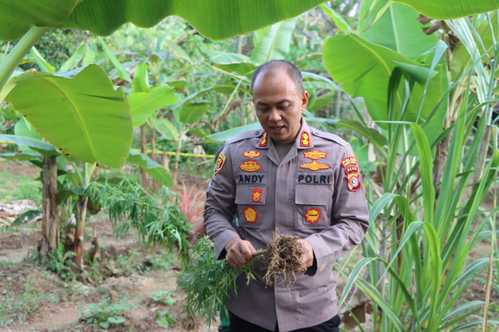Polres Aceh Timur Temukan Ratusan Batang Tanaman Ganja
