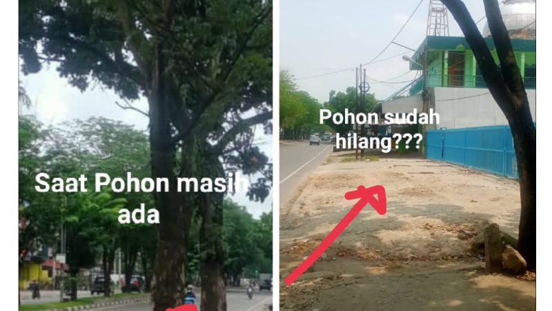 Penebangan Pohon di Jalan Asrama Disoal, Antonius: Itu namanya Ilegal Loging dalam Kota