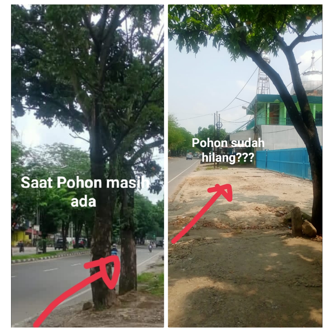 Penebangan Pohon di Jalan Asrama Disoal, Antonius: Itu namanya Ilegal Loging dalam Kota