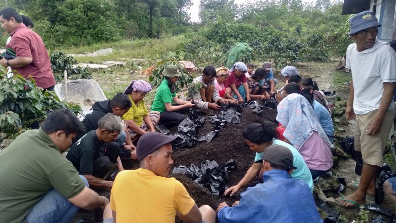 TPL Sektor Habinsaran Berikan Pupuk dan Pelatihan Pemindahan Bibit Kopi Kepada Kelompok Tani Hutan (KTH) di Pohan Jae