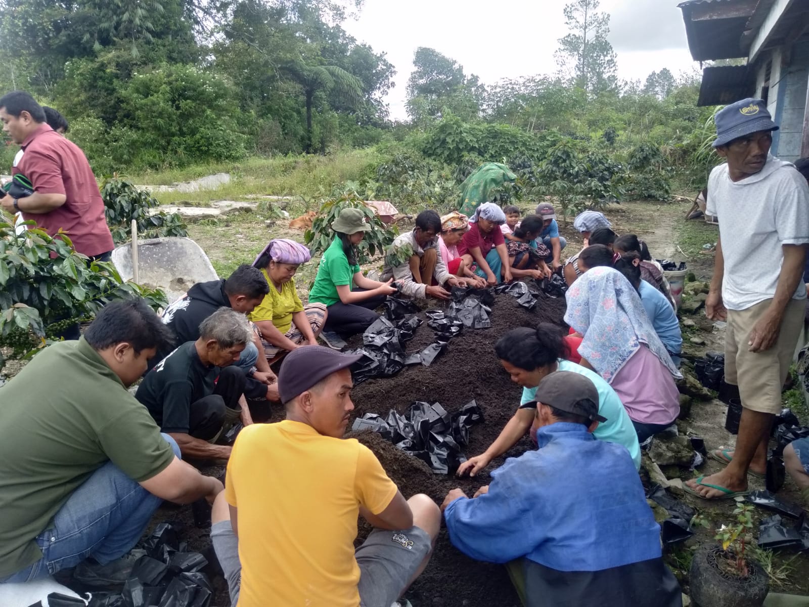 TPL Sektor Habinsaran Berikan Pupuk dan Pelatihan Pemindahan Bibit Kopi Kepada Kelompok Tani Hutan (KTH) di Pohan Jae