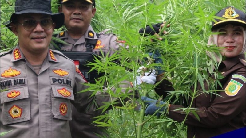 Polresta Banda Aceh Musnahkan 450 Batang Pohon Ganja