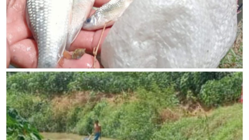 Ikan Banyak Mati Diduga Sungai Tercemar Limbah, LPKH Sergai Minta Kapolres Segera Bertindak