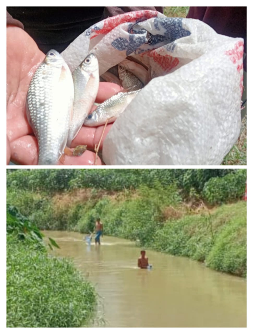 Ikan Banyak Mati Diduga Sungai Tercemar Limbah, LPKH Sergai Minta Kapolres Segera Bertindak