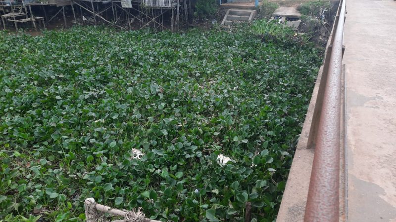 Warga Mataram Mengeluh, Pangkalan Mandi Umum di Penuhi Eceng Gondok