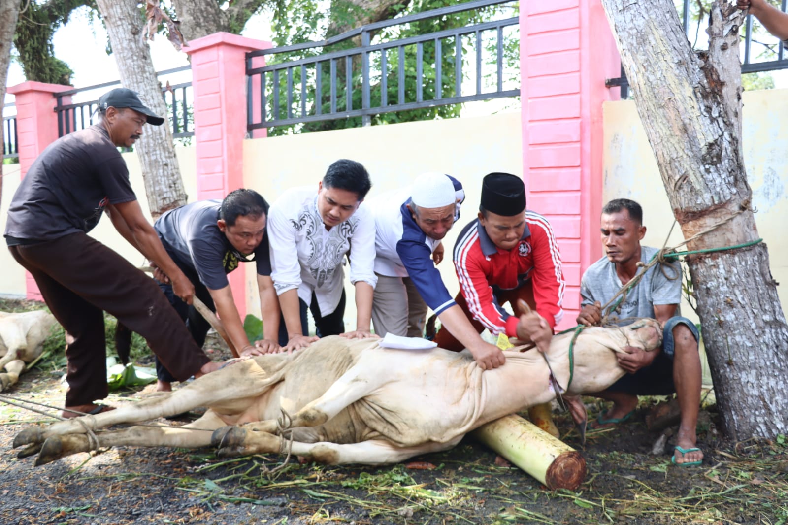 Kapolres Tanjung Balai Serahkan Hewan Qurban Presisi Bantuan Kapoldasu Kepada Nazir Musholla Alhamdi