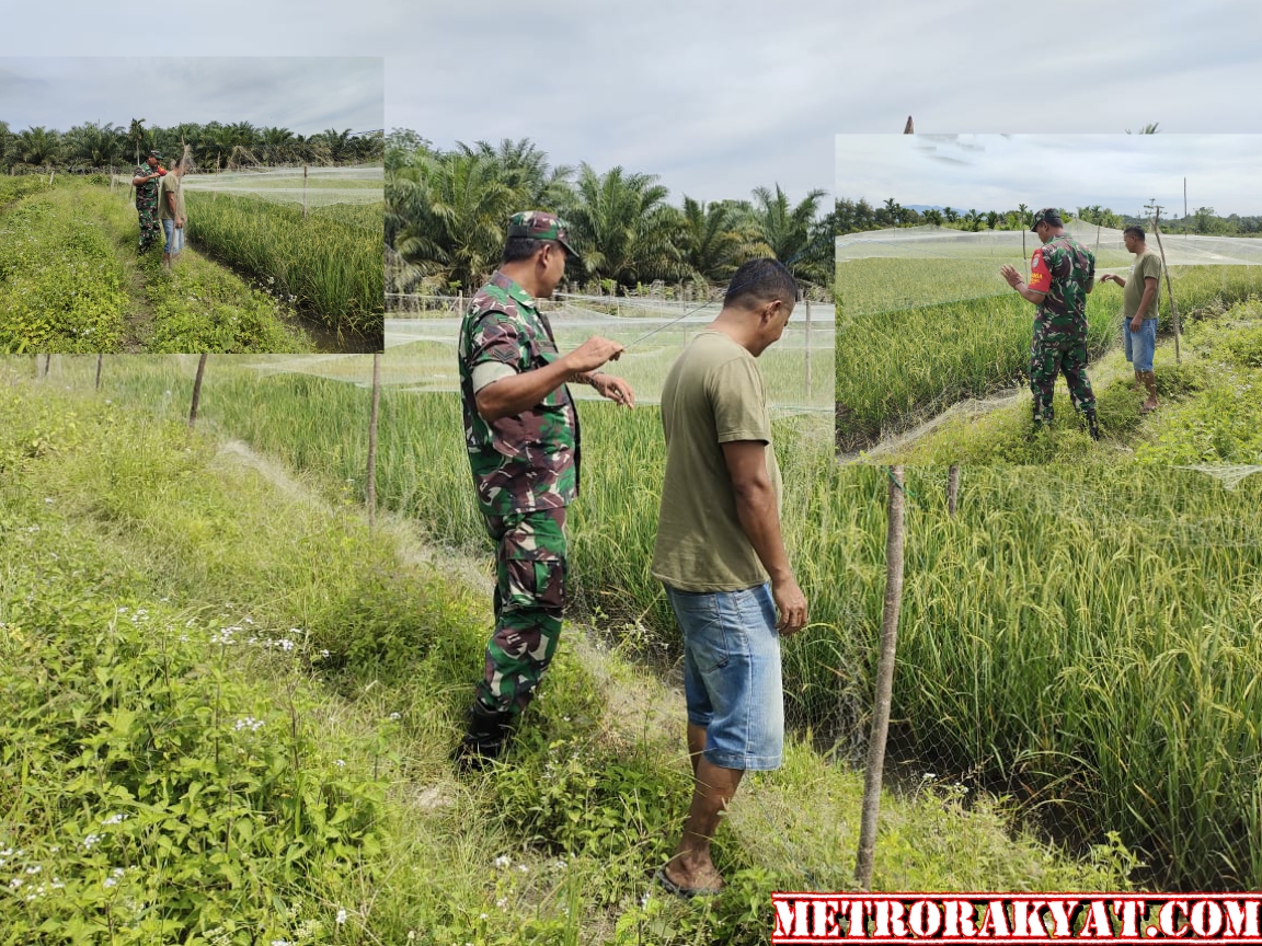 Babinsa Posramil 05/PC Turun Langsung Ke Sawah Dampingi Petani Mengecek Pertumbuhan Tanaman Padi