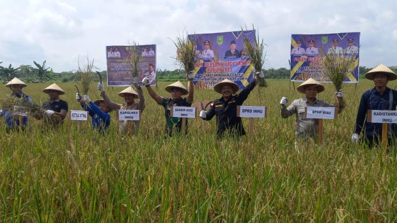 Butuh Peningkatan Pembangunan Akses Jalan Usaha Tani, Pemerintah Inhu dengan Poktan  Panen Bersama Padi Sawah 