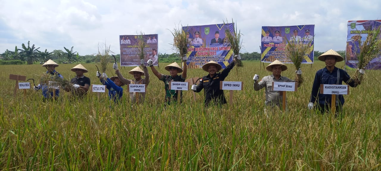 Butuh Peningkatan Pembangunan Akses Jalan Usaha Tani, Pemerintah Inhu dengan Poktan  Panen Bersama Padi Sawah 