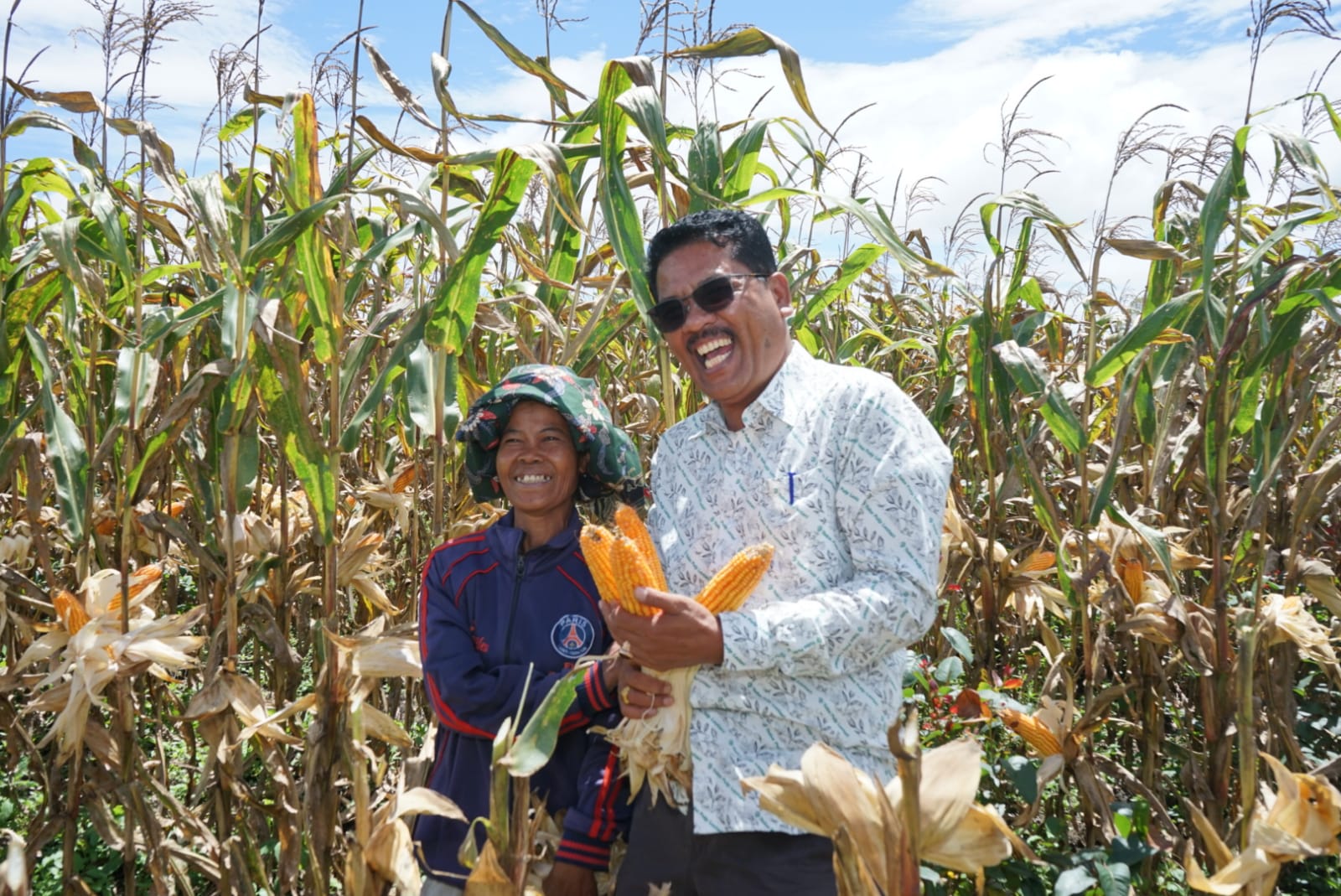 Mitra Perusahaan TPL di Kecamatan Parmonangan Mulai Merasakan Manfaat Positif Penanaman Jagung Menggunakan Program Intercrop