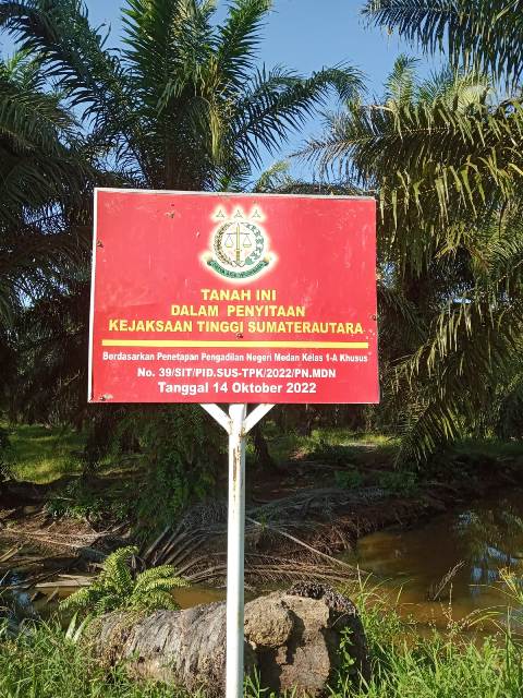Kebun Sawit Sitaan Kejaksaan 97,45 Ha di Langkat Tetap Dipanen  
